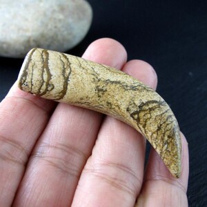 Picture Jasper Tusk Pendant | Drilled Curved Stone Pendant | Natural Jasper Fang Shape | Earthy Jewelry Supply | Rustic Stone Pendant