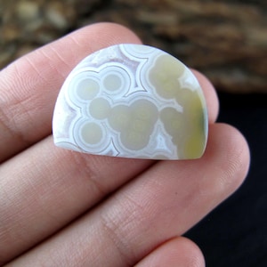 May include: A polished, semi-circular gemstone with a unique pattern of concentric circles and floral-like shapes in shades of cream, white, and pale yellow. The stone is held in a hand, showcasing its natural beauty and intricate design.