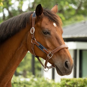 Stress-free Leather Halter with breakaway system