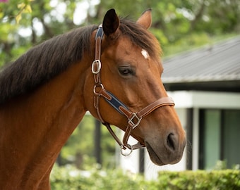 May include: A brown horse with a dark brown mane and tail wearing a brown leather halter with a blue and white trim. The horse is looking to the right of the frame.