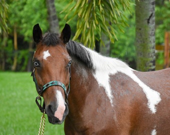 May include: A brown and white horse with blue eyes wearing a turquoise halter and a gold chain. The horse is standing in a grassy field with green trees in the background.