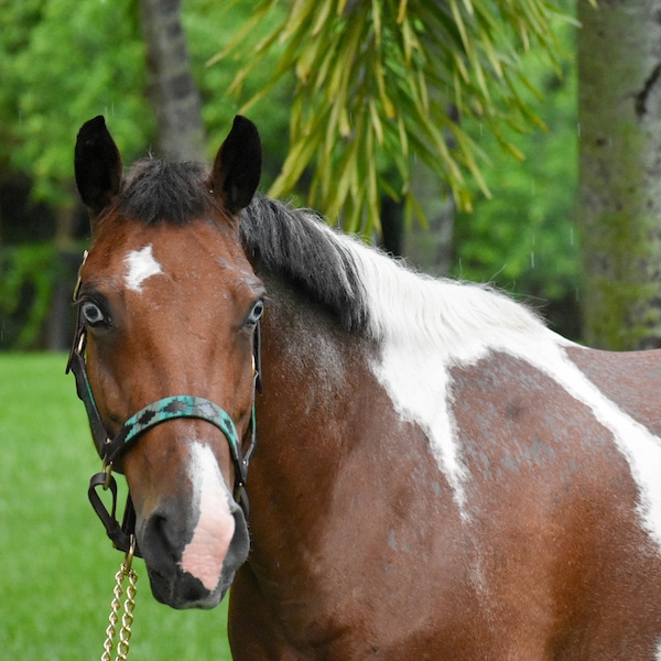 Cabestro de Polo Argentino - Cabestro de caballo - Verde Cazador