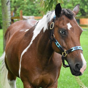 Argentinian Polo Halter - Horse halter - Blue