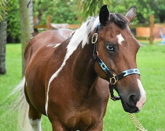 Argentinian Polo Halter - Horse halter - Blue