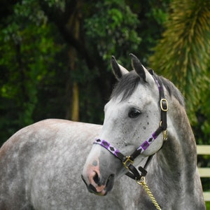 Argentinian Polo Halter - Horse halter - Purple