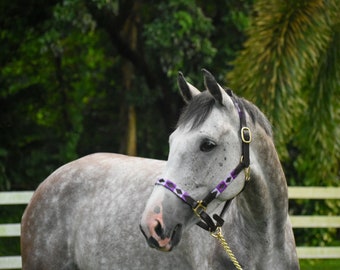 Argentinian Polo Halter - Horse halter - Purple