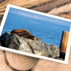 Cartão de felicitações/impressão fotográfica leão-marinho - cartão engraçado para amantes da natureza, cartão de aniversário para quem acorda tarde, ideia de presente para amantes de animais, cartão dobrável