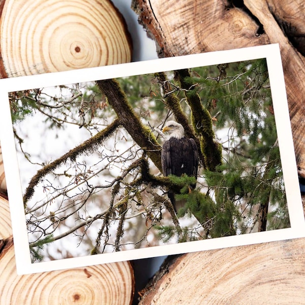Handgemachte Grußkarte: Weißkopfseeadler Ideal besondere Anlässe. Hochwertige Echtbildfotografie für Natur- und Vogelliebhaber.