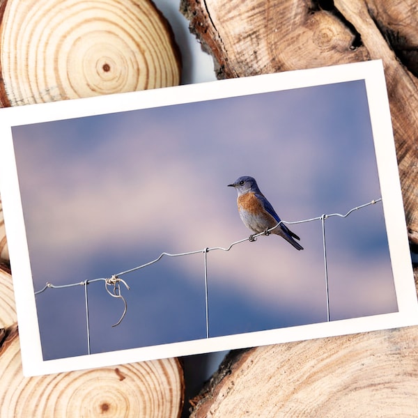 Klappkarte Hüttensänger auf Zaun, Geschenk für Freund, Freundin, Naturliebhaber, Tierliebhaber, Vogelliebhaber,Ornithologen,Vogelkundler