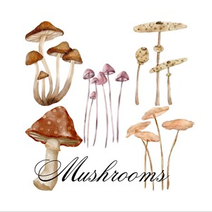 Pode incluir: Ilustração em aquarela de vários cogumelos de diferentes cores e formas. Os cogumelos estão dispostos em um grupo, com alguns sobrepostos. A ilustração está sobre um fundo branco e inclui a palavra "Cogumelos" em uma fonte decorativa.
