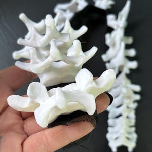 3D Spinal Column: Bones White Printed Black Mesh - Halloween Costume or Cosplay Skeleton Accessory