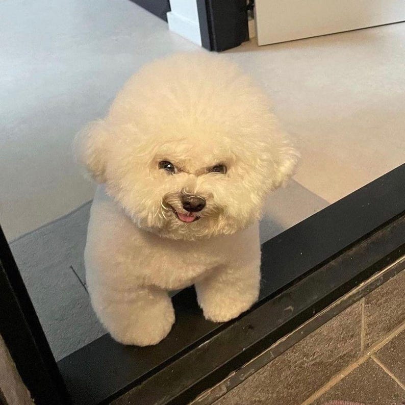 Op de afbeelding: Een pluizige witte Bichon Frise hond met een ietwat ondeugende uitdrukking. De hond staat binnen, met zijn voorpoten zichtbaar. De vacht van de hond is netjes getrimd en zijn ogen zijn donker. De tong van de hond is licht zichtbaar.