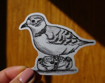 Plover Fam Sticker | Matte Vinyl Sticker | Cute Sticker | Illustrated Sticker | Sticker | Laptop Sticker | Bird Sticker | Nature Lover