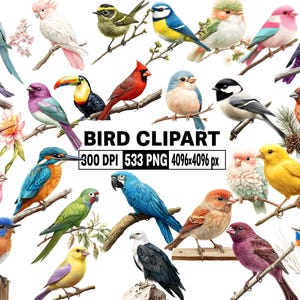 533 Vogel Clipart, bunte Aquarellvögel PNG, niedliche Vogelarten Grafiken, Vogel auf Zweig, Vogel Sublimation, Kindergartenvögel Illustration