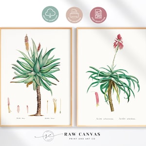 African Aloe Print Set – Vintage Botanical Wall Art, Succulent Decor, Floral Home Decor, Kitchen Gift, Instant Digital Download