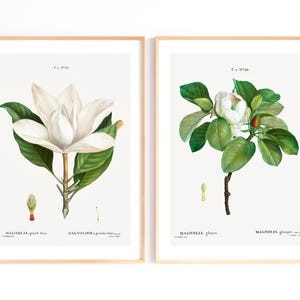 Könnte beinhalten: Zwei gerahmte botanische Drucke mit Magnolien-Illustrationen. Der linke Druck zeigt eine große weiße Magnolienblüte mit grünen Blättern und den Text T. a. N°63 und MAGNOLIA grand. flora. Der rechte Druck zeigt eine weiße Blüte mit grünen Blättern und den Text T. a. N°66 und MAGNOLIA glauca.