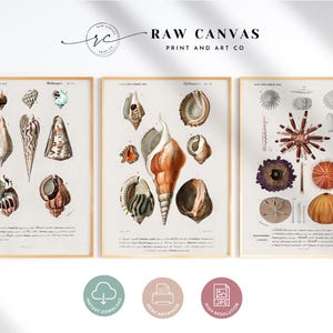 Può includere: Tre illustrazioni vintage di conchiglie, stelle marine e dollari di sabbia. Le illustrazioni sono in una tavolozza di colori tenui di marroni, arancioni e blu. Le illustrazioni sono intitolate "Mollusques", "Echinodermes" e "Crustaces".