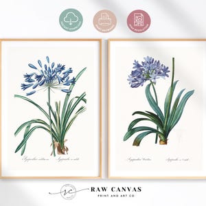 Lily of the Nile Art Set, Vintage Agapanthus Flower Illustration, Botanical Wall Decor, Antique Floral Digital Download
