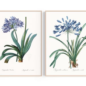 Könnte beinhalten: Zwei gerahmte botanische Drucke mit Agapanthus-Blüten. Jeder Druck zeigt eine Ansammlung blauer, trompetenförmiger Blüten auf einem langen grünen Stiel, umgeben von langen, schmalen, dunkelgrünen Blättern. Der Text Agapanthus ist unten aufgedruckt.