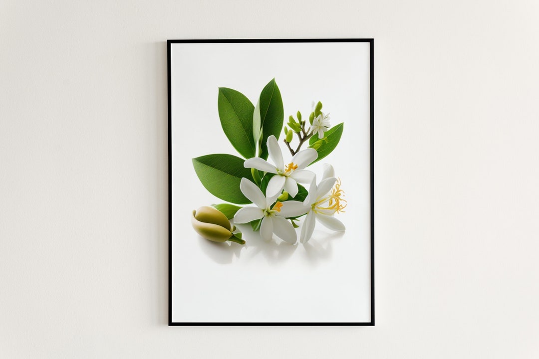 Printable Jasmine Flower, Wall Art Digital Download Etsy