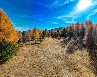 Forest in autumn near Cortina D'Ampezzo. Dolomites, Italy