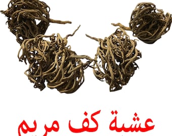 Chajarat Maryam: La Planta Sagrada de la Armonía Femenina | Palma de María, Rosa de Jericó | عشبة كف مريم | Chajarat Maryam, Lalla Mariem