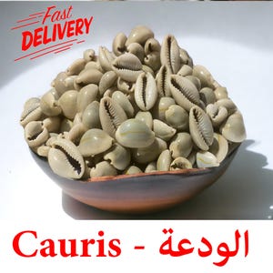 Op de afbeelding: Een kom gevuld met een grote hoeveelheid kauri-schelpen, een soort zeeslakken schelp, vaak gebruikt in traditionele Afrikaanse culturen voor valuta en rituelen. De schelpen zijn lichtbeige van kleur met een gladde, glanzende afwerking.