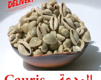 Conchas de cauri enteras naturales - El Wadaa - El ouadaa - Cuentas de conchas africanas al wadaa - cipreses - wedaa - الودعة
