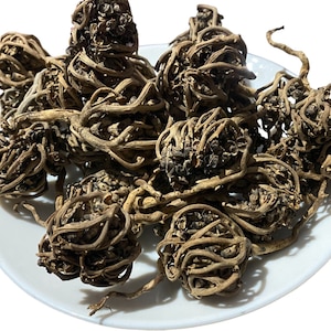 Chajarat Maryam: Die heilige Pflanze der weiblichen Harmonie | Palme Mariens | Rose von Jericho | عشبة كف مريم | Chajarat Maryam | Lalla Mariem