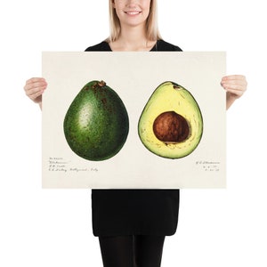 Avocado (Persea) (1916) by Amada Almira Newton.