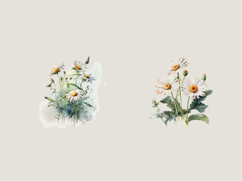 Watercolor Daisies Clip Art: Flower PNG Images (Digital Download) image 6