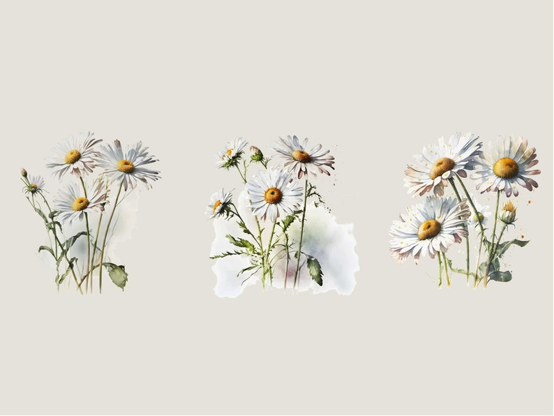 Watercolor Daisies Clip Art: Flower PNG Images (Digital Download) image 4