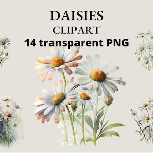 Watercolor Daisies Clip Art: Flower PNG Images (Digital Download) image 1