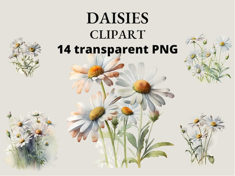 Watercolor Daisies Clip Art: Flower PNG Images (Digital Download) image 1
