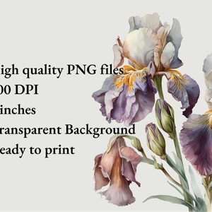 May include: A digital illustration of three purple and white iris flowers with yellow centers. The flowers are arranged in a bouquet with green stems and leaves. The background is transparent.