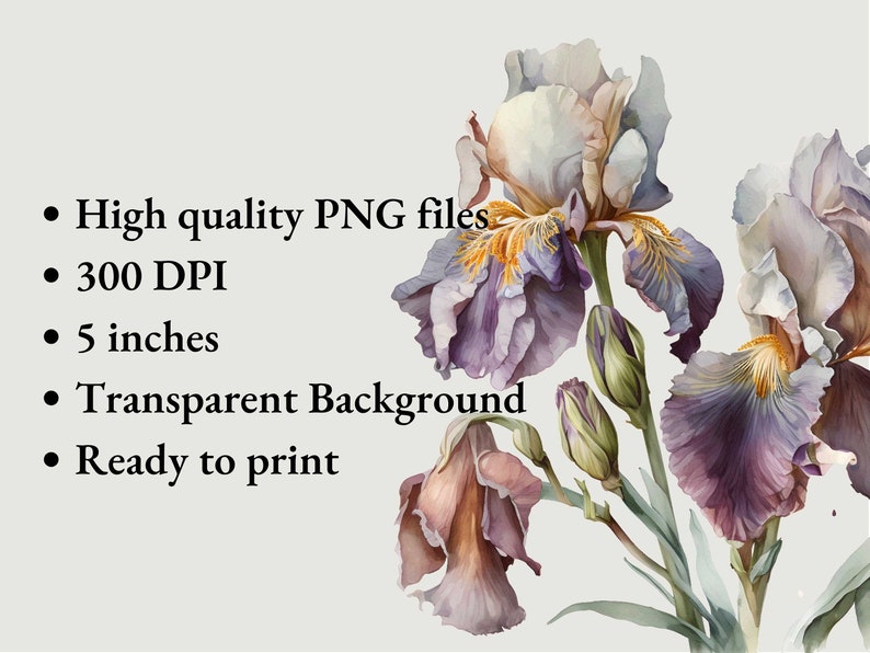 May include: A digital illustration of three purple and white iris flowers with yellow centers. The flowers are arranged in a bouquet with green stems and leaves. The background is transparent.