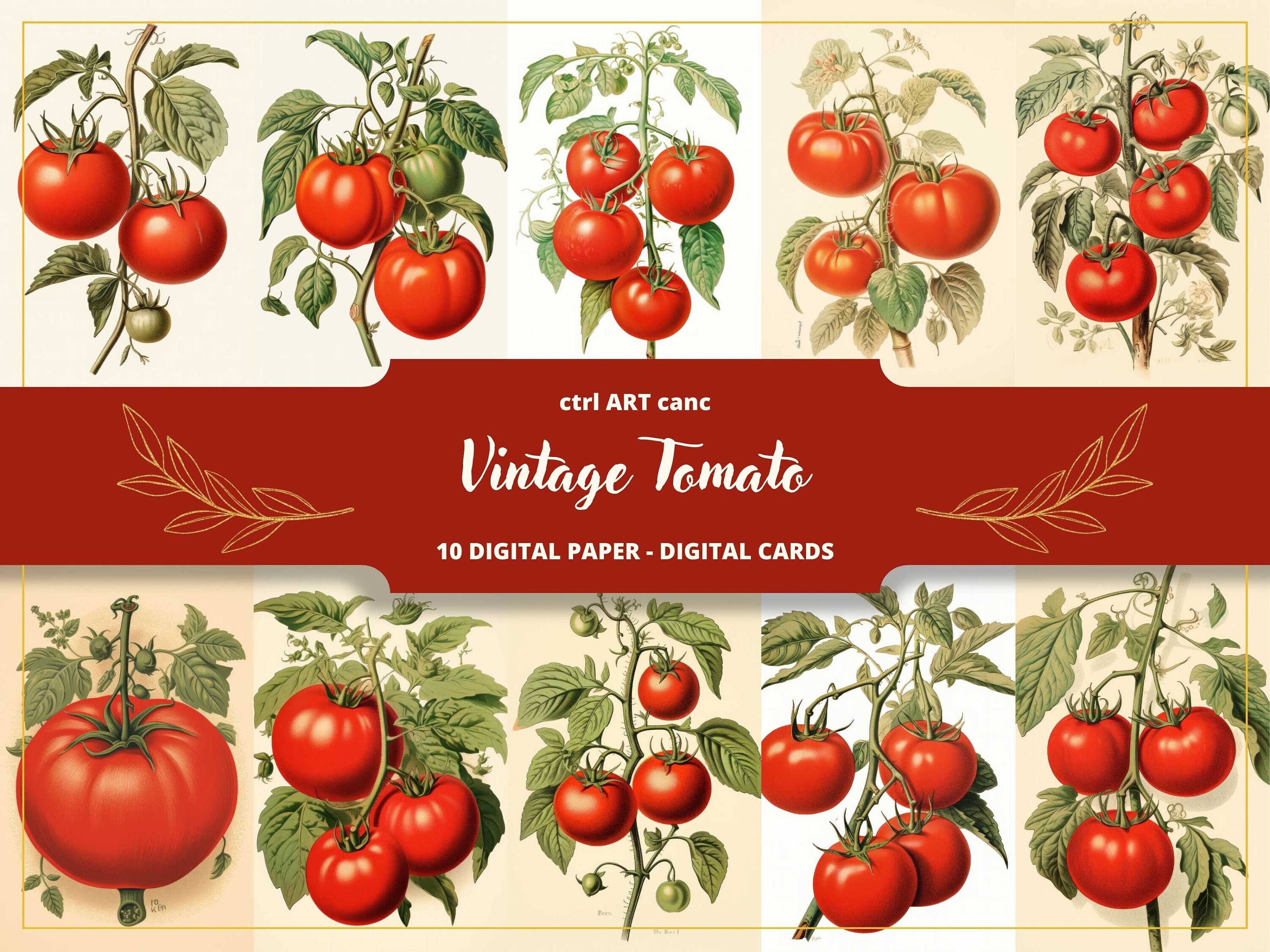 アート・デザイン・音楽 Tomato: Real and Imaginary Flowers Vintage Tomato Illustration Art Print, Kitchen Wall Decor (digital