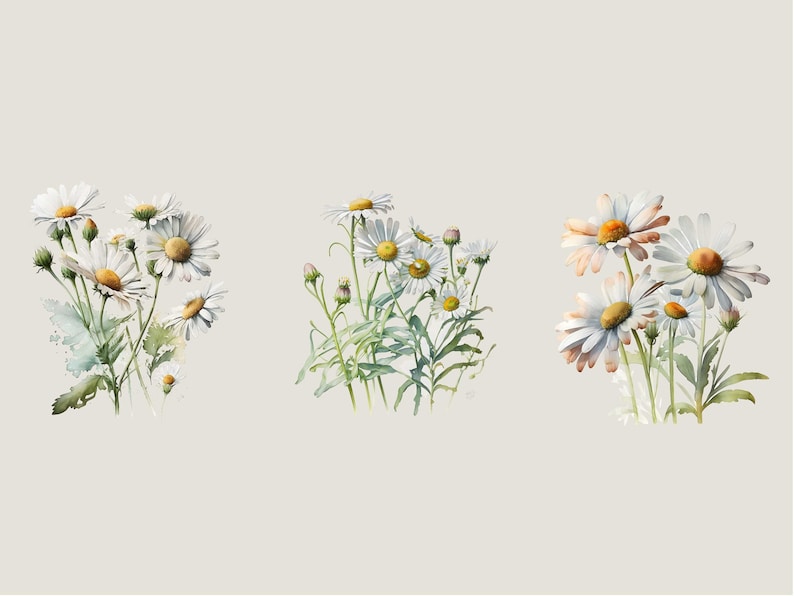 Watercolor Daisies Clip Art: Flower PNG Images (Digital Download) image 5