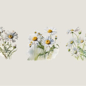May include: Three watercolor paintings of white daisies with yellow centers. The daisies are arranged in clusters and have green stems and leaves.