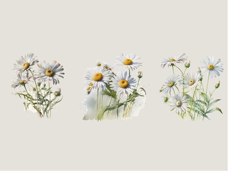May include: Three watercolor paintings of white daisies with yellow centers. The daisies are arranged in clusters and have green stems and leaves.