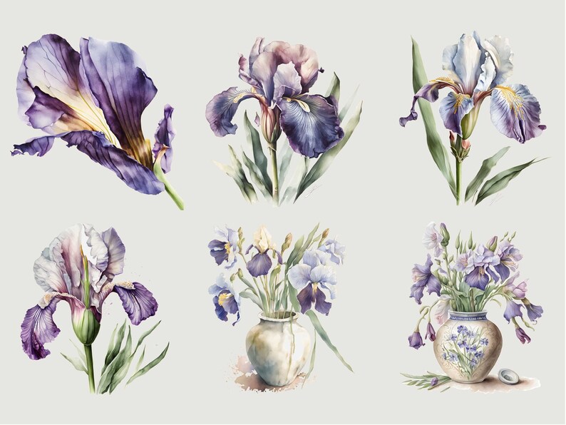 May include: Six watercolor paintings of purple and white iris flowers. Some of the irises are in vases, while others are shown individually.