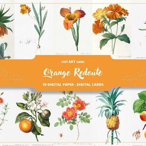 Orange Botanical Illustration Pierre-Joseph Redouté Illustration Floral Illustration Floral Art Wall Art Botanical Vintage Illustration