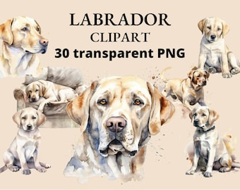 Può includere: Illustrazioni ad acquerello di Labrador Retriever in varie pose. I cani sono raffigurati in tonalità di marrone e bianco, con uno stile morbido e pittorico. L'immagine include il testo "LABRADOR CLIPART 30 transparent PNG".