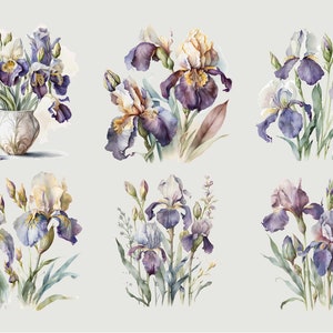 May include: Six watercolor paintings of purple and white iris flowers with green leaves. The flowers are arranged in different bouquets and some are in a vase.