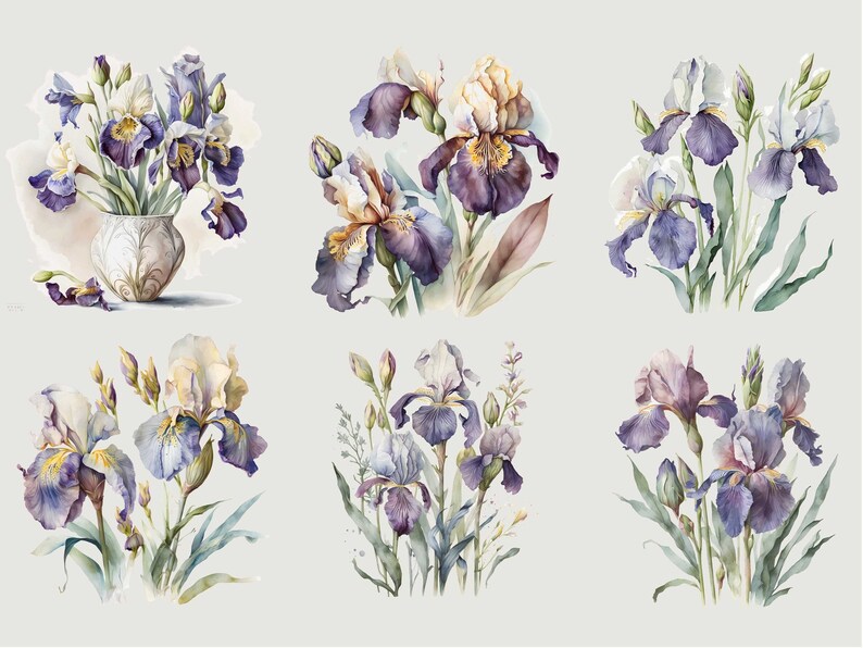May include: Six watercolor paintings of purple and white iris flowers with green leaves. The flowers are arranged in different bouquets and some are in a vase.