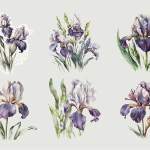 May include: Six watercolor illustrations of purple and white iris flowers with green leaves and stems. The flowers are arranged in different positions and angles.