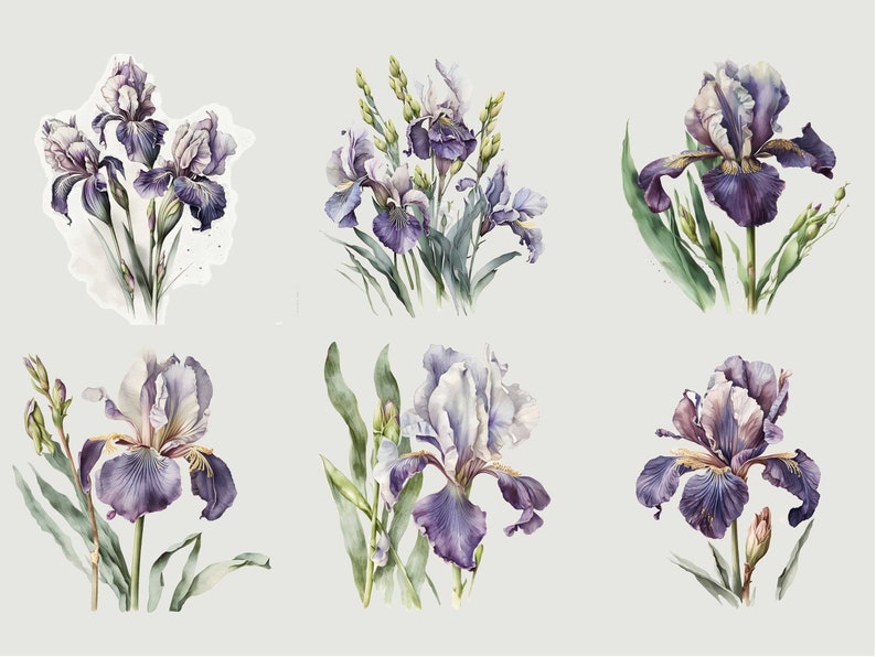May include: Six watercolor illustrations of purple and white iris flowers with green leaves and stems. The flowers are arranged in different positions and angles.