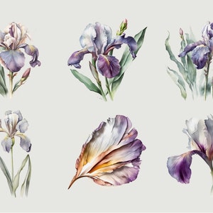May include: A set of six watercolor illustrations of purple and white iris flowers. The flowers are depicted in various stages of bloom, with some showing the full flower and others showing only the petals.