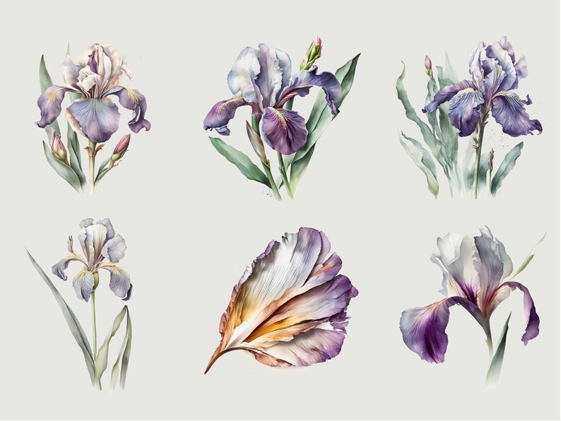 May include: A set of six watercolor illustrations of purple and white iris flowers. The flowers are depicted in various stages of bloom, with some showing the full flower and others showing only the petals.