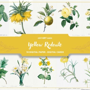 Yellow Botanical Illustration Pierre-Joseph Redouté Illustration Floral Illustration Floral Art Wall Art Botanical Vintage Illustration